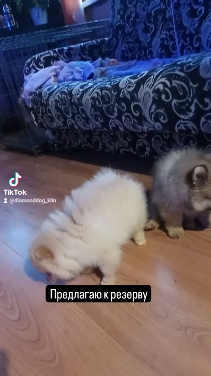 diamonddog_klin в LOOKY. #funnypetsoftiktok,#Москва,#собаки,#щенки,#грумингмосква,#креативныйгруминг,#гумингклин,#мраморныйшпиц,#хочушпица,#шпицмишка,#мраморныйшпицщенки,#померанскийшпиц,#купитьщенкашпица,#купитьшпица,#шпицуликрасотули,#шпицулилапули,#клин,#купитсобаку#малышишпица. #funnypetsoftiktok #...
