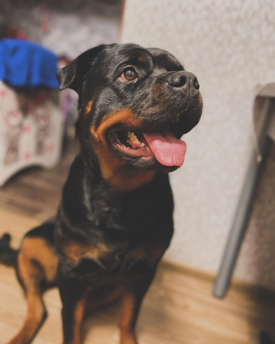 nasstxsst in LOOKY. . 🐕❤️