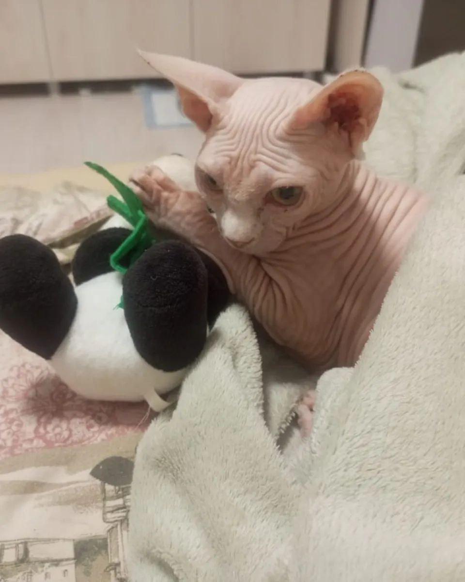 Ох уж эти кошки... 🐱