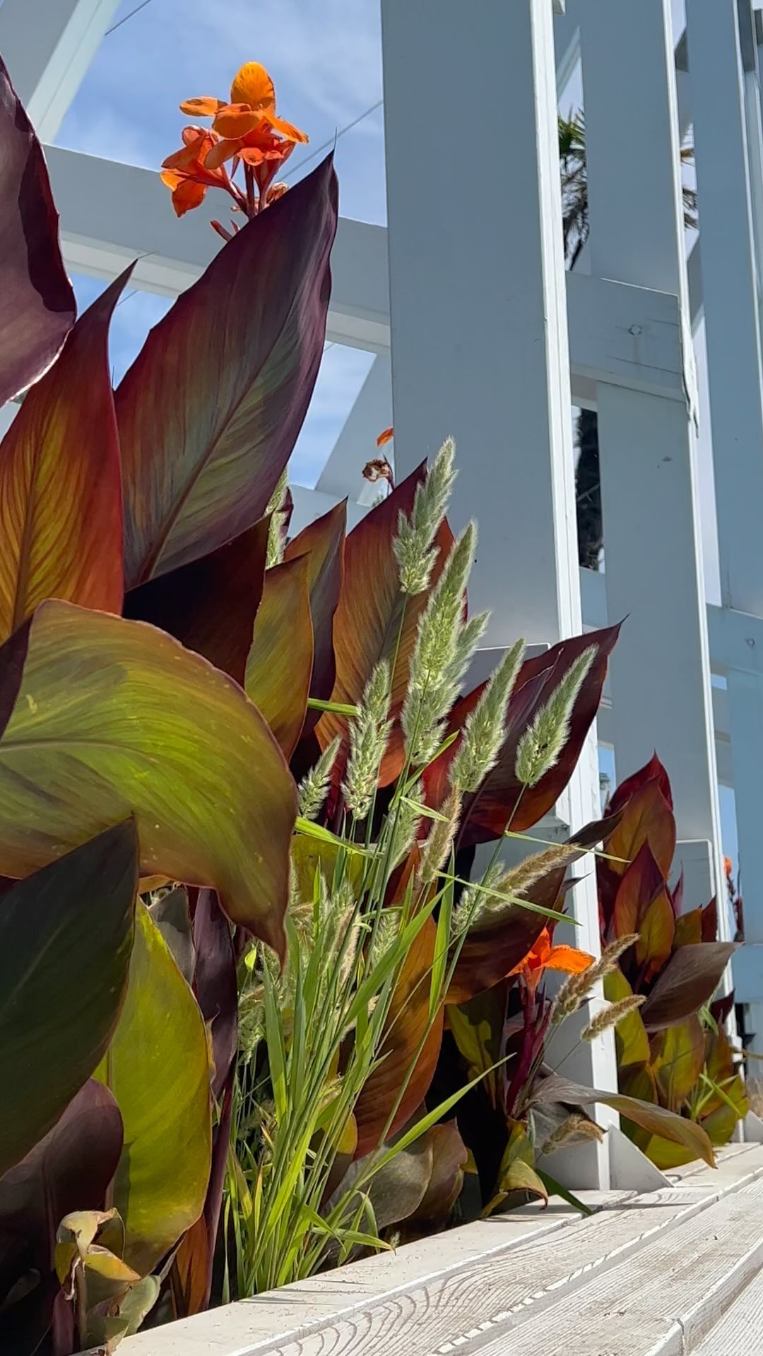 anton.argirov в LOOKY. #summer,#calming,#flowers,#colors,#silence,#hdr. Воспоминания о лете ...