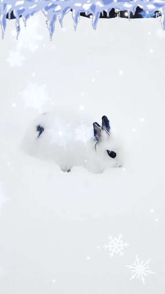 zefirka_bunny в LOOKY. #bunny#rabbit#animals#cute#cuterabbit#bunnylove#rabbitlife#cutebunny#pet#instabunny#bunnyoftheday#pet#rabbitlove#🐰#fluffy#bunlife#bunniesoftheworld#bunnieofinstagram#bunnyaccount#zefirka_bunny,#crazy#rabbitstagram#bunnylover#kawaii#bunnys#petlover#crazybunny,#pets#rabbitlover#icebaby#кролик. ❄️Больше всего этот ...