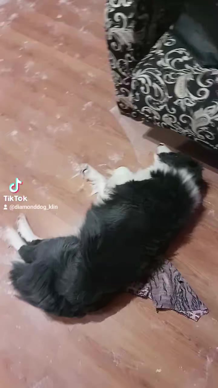 diamonddog_klin в LOOKY. . Вот такое утро было ...