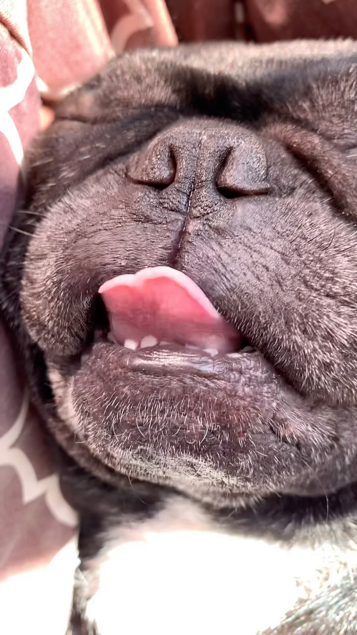 _bulldog__family_ в LOOKY. . Гучик 💕
