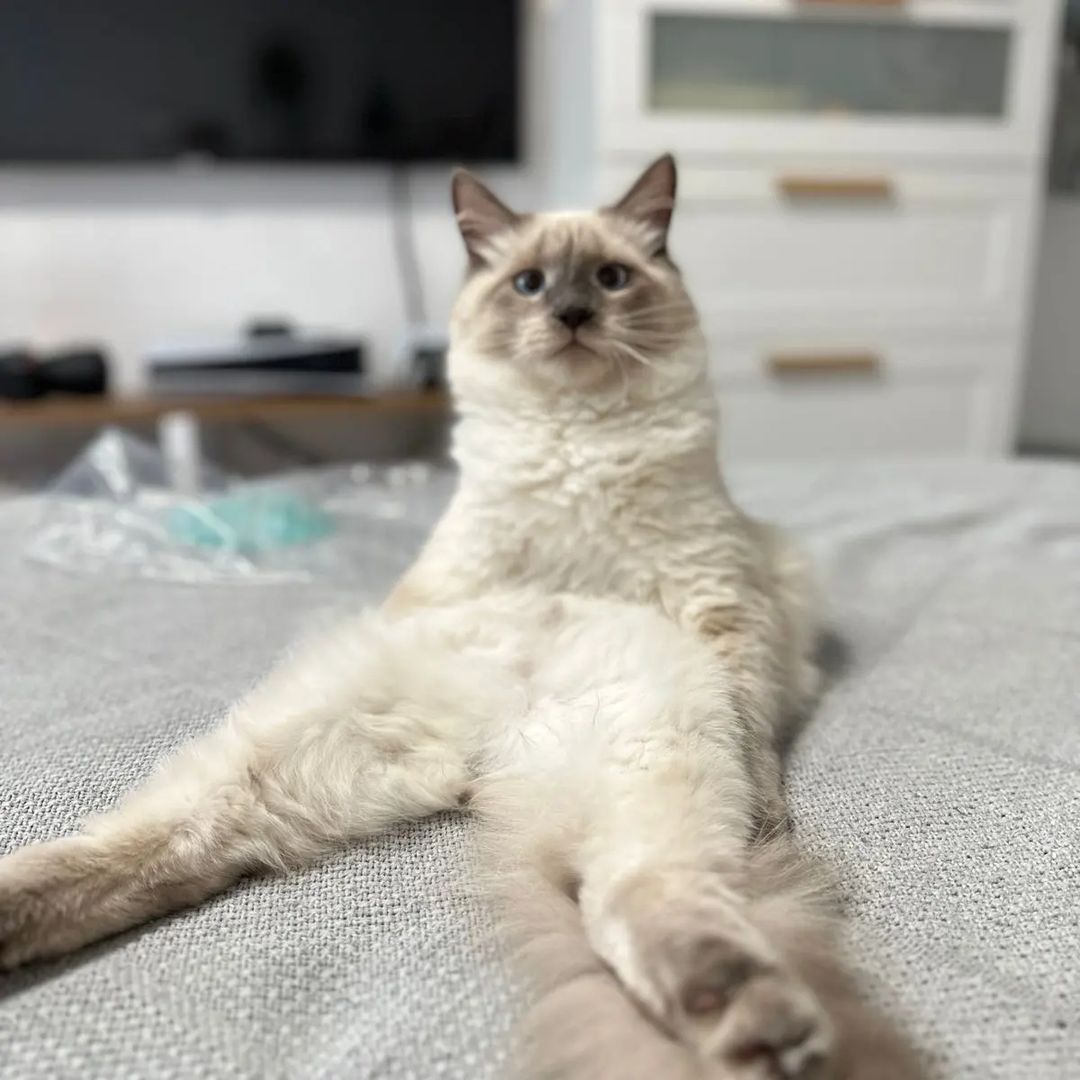 Привет,  наши любимые друзья!😻😘❤️ Очень знакомая поза и кого-то мне напоминает 😹😹😹(листайте карусельку)
Это я научил Маркушу так сидеть.😉😉😉 Я вообще, как старший брат,  научил его всему полезному. И тыгыдыкать по ночам, и правильно будить Ма в 5 утра, требуя еду,и открывать ящики тумбочке и дверцы шкафов, вытаскивая оттуда всё лишнее и еще многому полезному🤣🤣🤣 
Спасибо @festival_cat за наше пушистое чудо😘😻💖💖💖
Всем прекрасного настроения и море позитива и добра.  Всех обнял, ваш Марселька 🧡🧡🧡
#марселькаимаркуша #марселькаисанька #марселькаидизель #любимыйкот #невскиймаскарадныйкот #невскаямаскарадная #невскиймаскарадный #невскиймаскарадныйкотя #рыжеесолнышко #рыжулька #рыжуля #рыжеесчастье #котикилучшелюдей #котолучикидобра #котозависимость #безкотажизньнета #котикобормотик