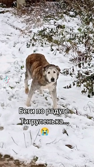 diamonddog_klin в LOOKY. #собаки,#алабай. #собаки #алабай