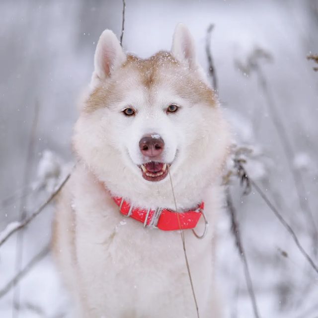 husky_easy в LOOKY. #husky,#siberianhusky,#huskyphotography,#huskygram,#huskylove,#huskylovers,#huskylovingclub,#huskylife,#allthingshusky,#instahusky,#huskyofinstagram,#huskypics,#huskiesreq,#huskiesofinstagram,#huskyrussia,#dogsofinstagram,#igcutest_animals,#ilovehusky,#justhuskies,#bestwoof,#dog_features,#dogs_of_world,#dogphotography,#excellent_dogs,#хаски,#хаскифото. #husky #siberianhusk...
