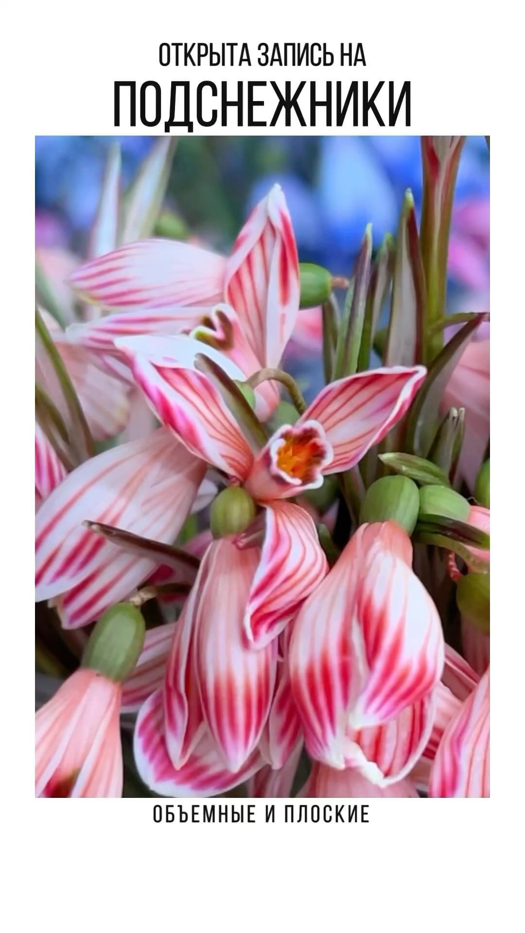 wow_flowers_26 в LOOKY. #сухоцветы,#сухиецветы,#сухоцветыдляукрашений,#сухоцветыдлясмолы,#цветы,#цветыдляукрашений. Открыта запись на су...