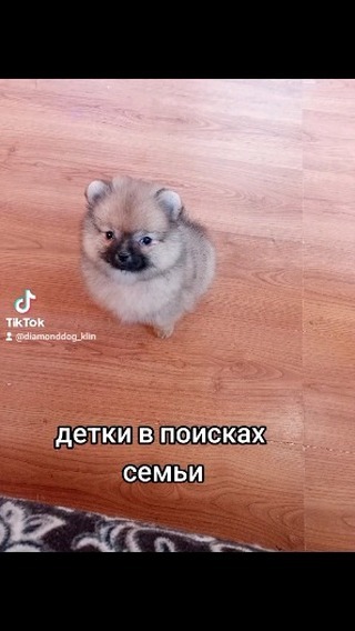 diamonddog_klin в LOOKY. . null