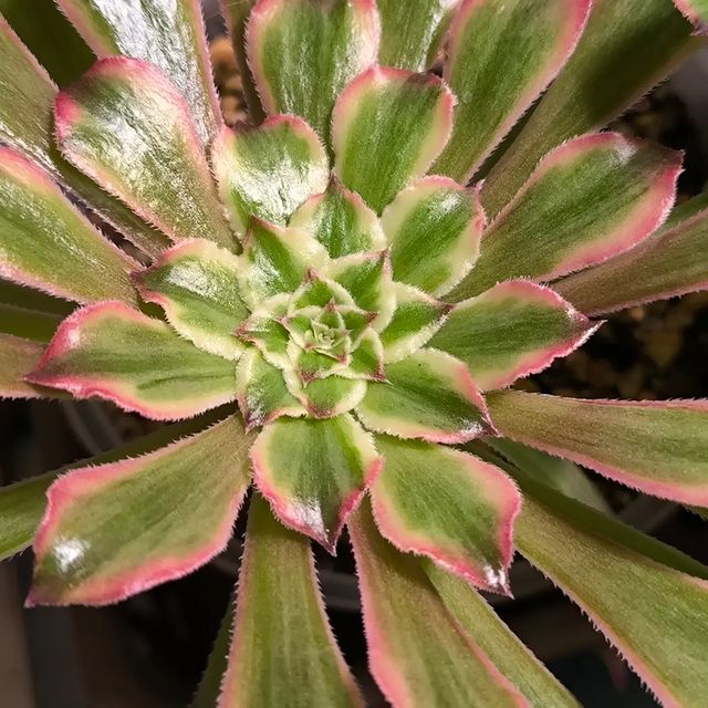 pautinka_club в LOOKY. #aeoniumlovers,#aeonium,#succulents. #aeoniumlovers #aeon...