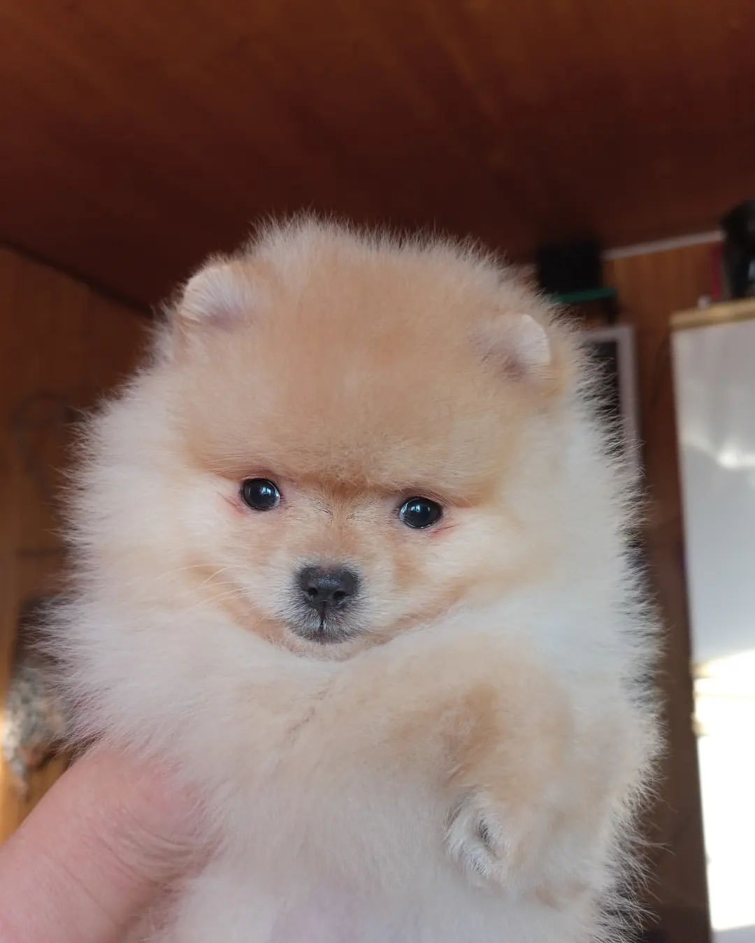 diamonddog_klin в LOOKY — Девочка РКФ , 2 месяца без недостатков
#собаки #шпицмишка #ш