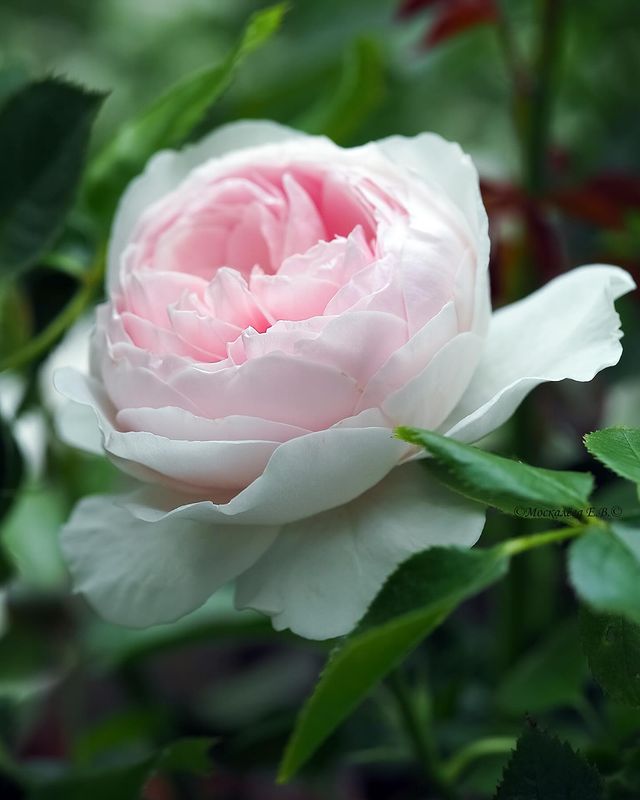 valenushka.m в LOOKY. #мечтысбываются#сад#розы#roses#garden#flowers#olympus#mygarden#flowerstagram#summertime#flowersmacrophotography#angelsandflowers. #мечтысбываются#сад#...