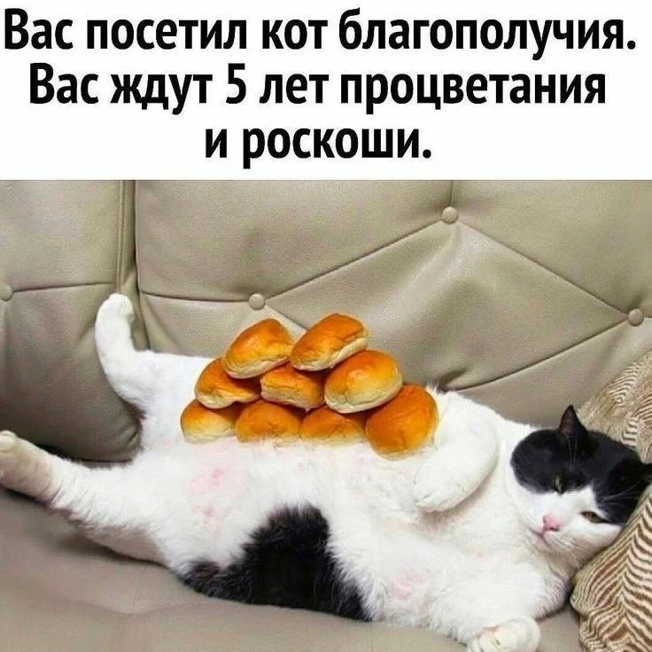 happypetsallworld в LOOKY — Возможно тебя ждут котейки @dobroeserdce_kld
