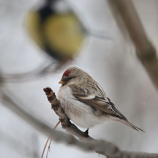 olegrammy в LOOKY. #birds,#moscow,#russia. ЧЕЧЕТКА ОБЫКНОВЕННАЯ...
