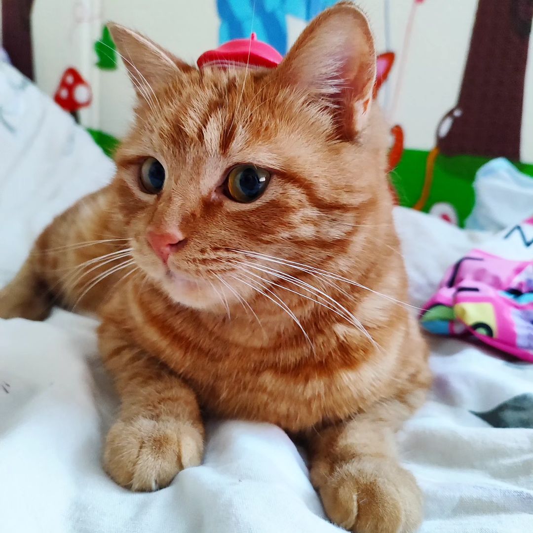 Всем привет🤗 И это не я ваш Котэ, а еще одна моя подружка😅 Мы похожи, но всё же разные☺️