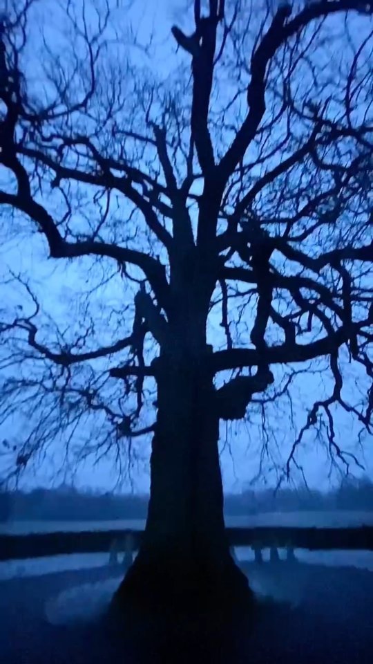 Калининград экскурсии гид в LOOKY. . 600-летний ДУБ 🌳🌳�...