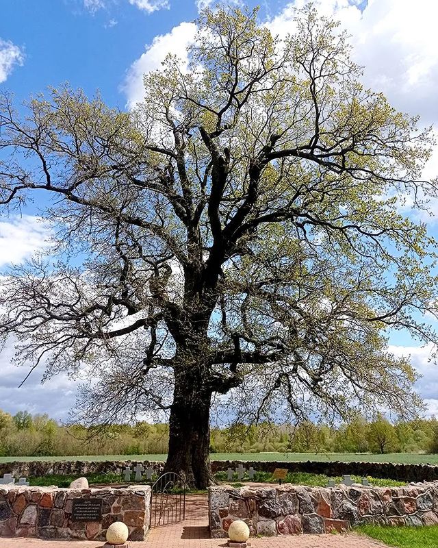 Калининград экскурсии гид в LOOKY. . 600-летний ДУБ🌳 пре...