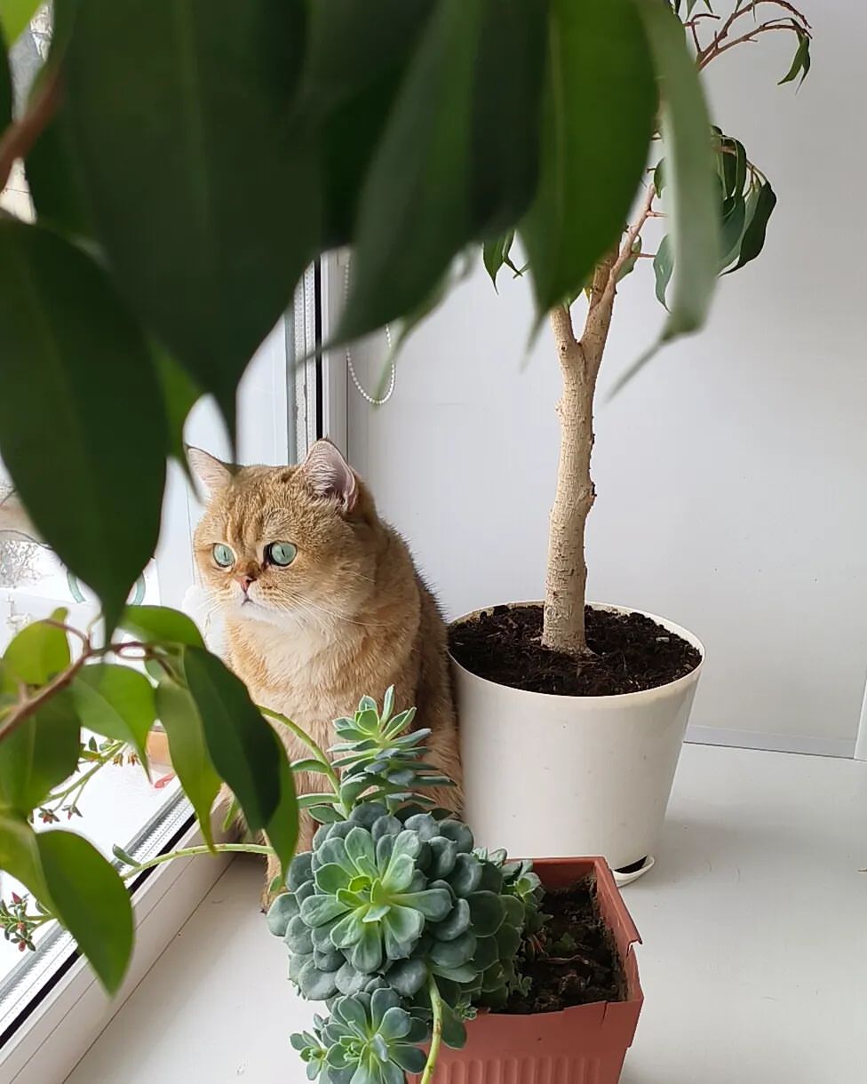 zefir_kot2019 в LOOKY — фото 5