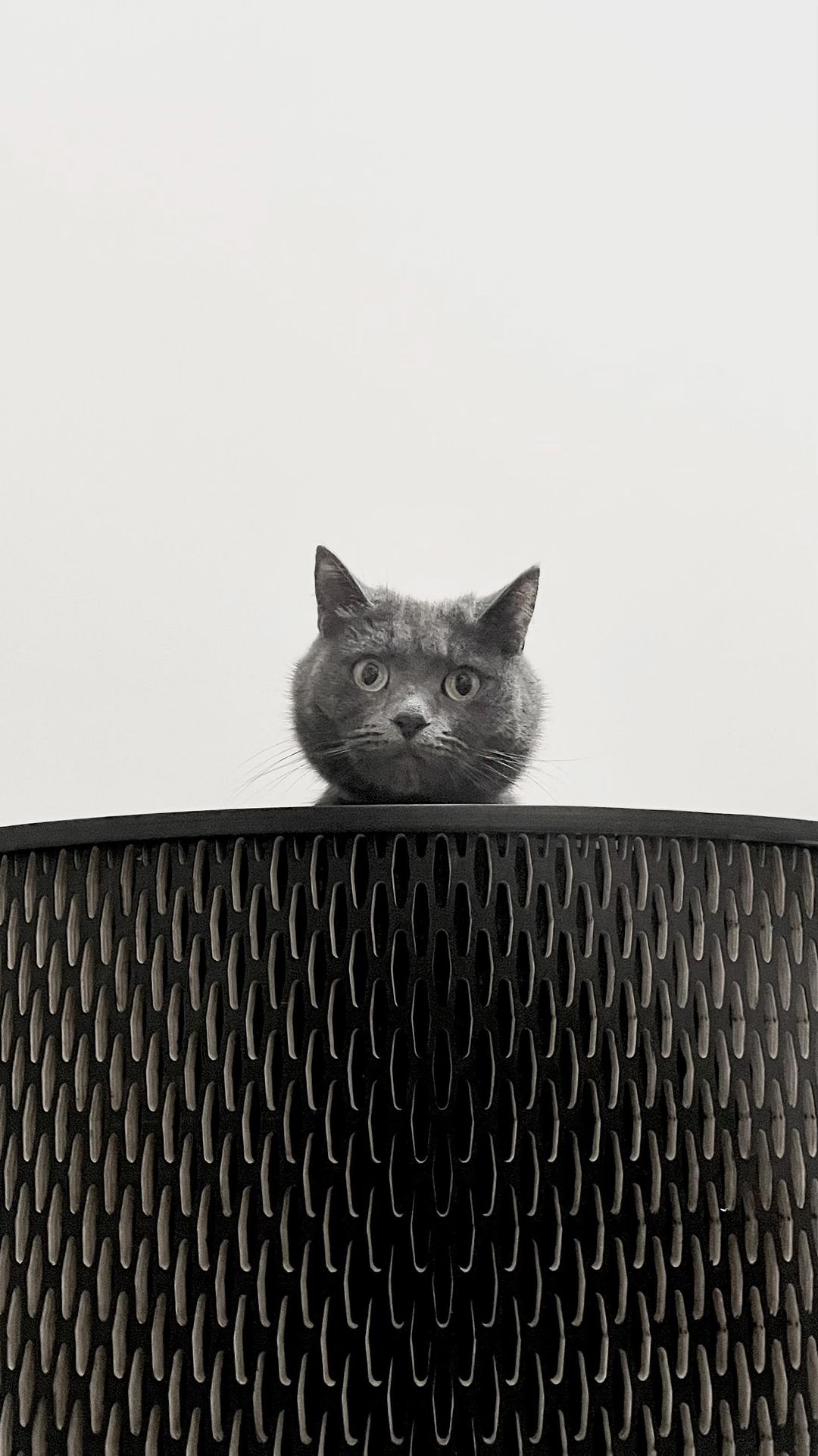 migal.aa в LOOKY. #юморжизни,#смешныеживотные,#забавныекоты,#кошачьибудни,#котыприколы. А у вас также? 🙄 #ю...