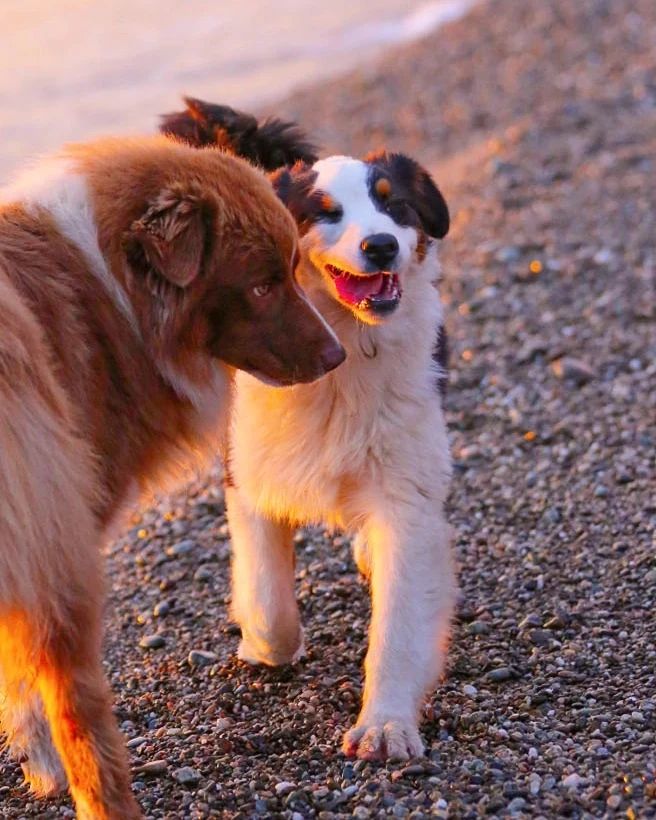 iz_doma_korolevoi_kennel в LOOKY — фото 7