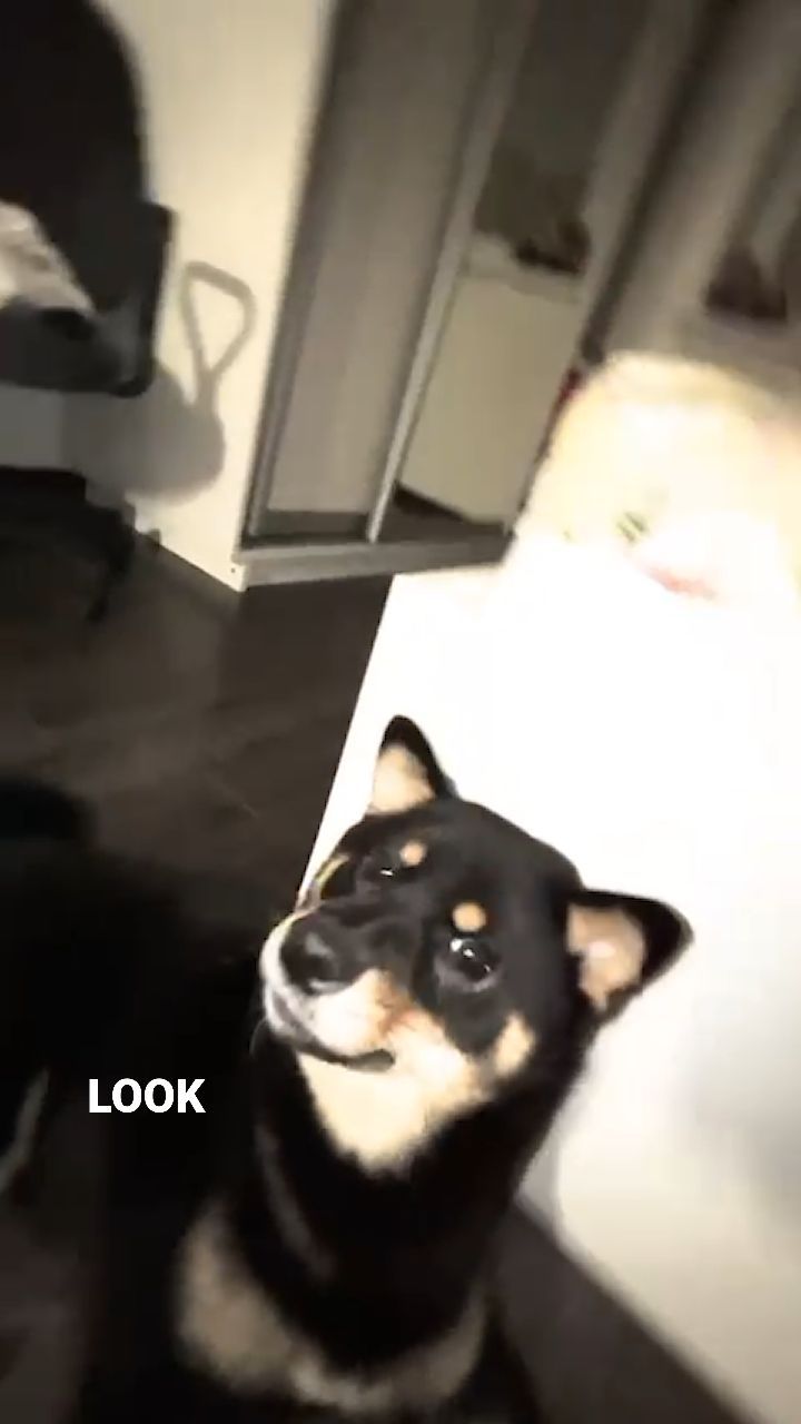 blackshiba.megumi в LOOKY. . null
