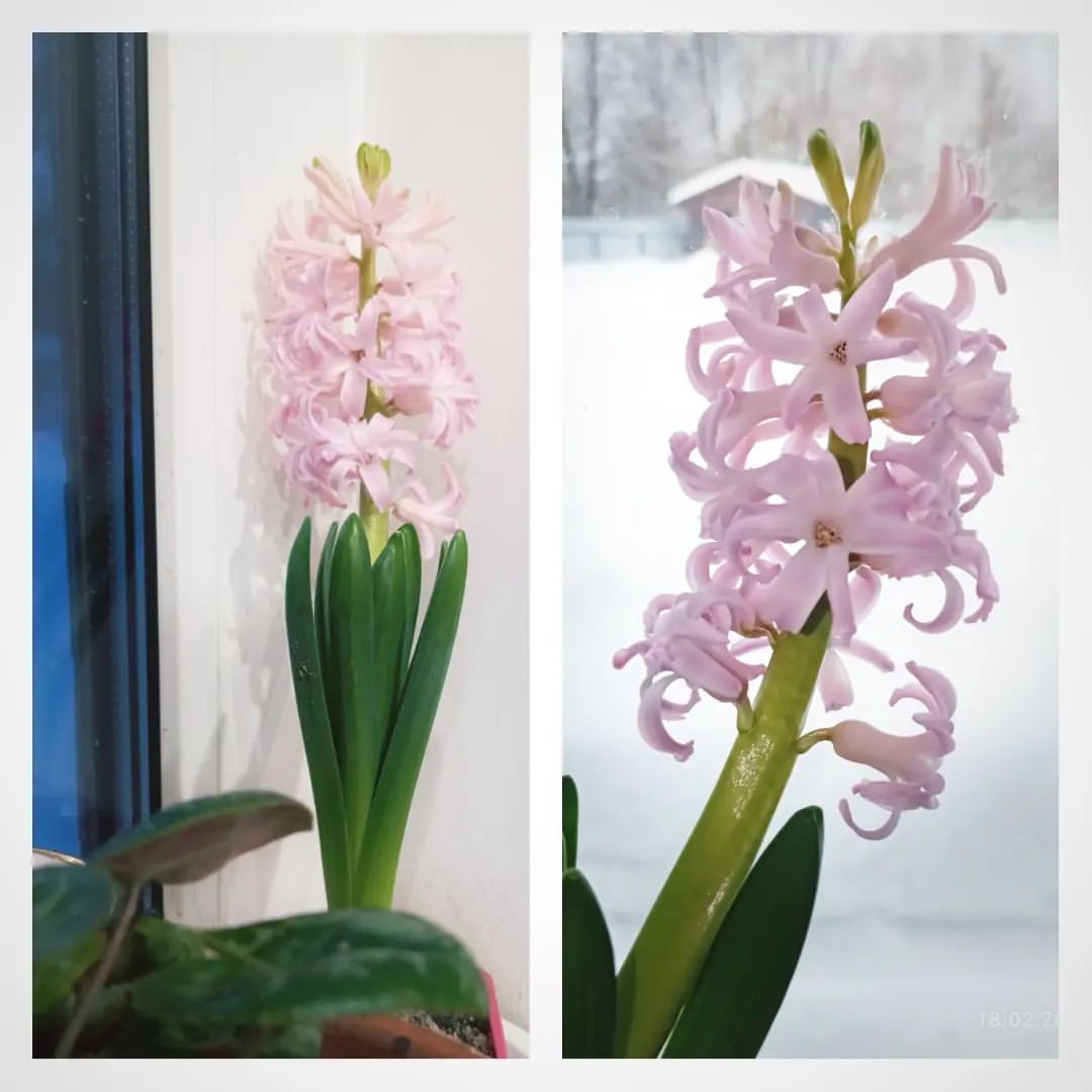 auxance в LOOKY — 🌸, или Пора! 

#о2_18фев #о2_флора #о2_весна

#цветы #гиаци