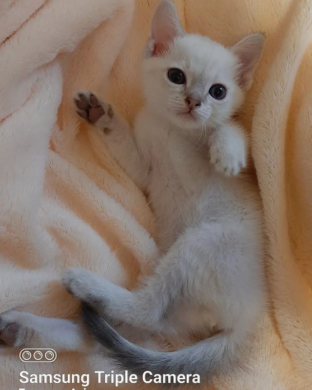irinamiljakova в LOOKY. #коты,#купитькотенка,#котятаворонеж,#котятаизпитомника,#котятапитомник,#котяталипецк,#котики,#питомниктайскихкошек,#породистыекотятамосква,#продамкотенка,#питомниккошек,#породистыекотята,#тайскиекотятамосква,#тайскиекотята,#тайскиекотяталипецк,#тайскиекотятаворонеж,#тайскиекотики,#catlover,#cats,#catlife,#cats_of_world,#cats_of_instagram,#thacat,#thacatoftheday,#thacatsofworld,#treasureasia. Зима...февраль...сне...