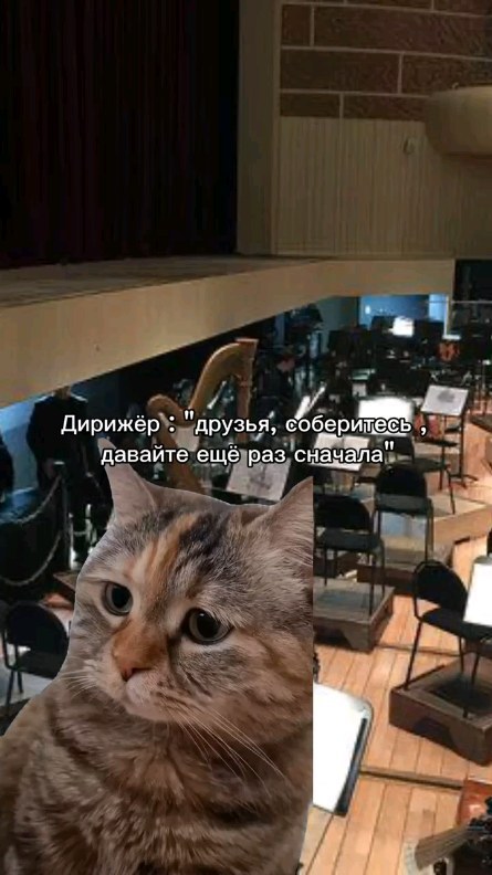 rati_show.official в LOOKY. #большойтеатр,#котики,#музыкальныйюмор,#оркестр,#оркестроваяяма,#мемныекотики. Коротко о днях в орк...