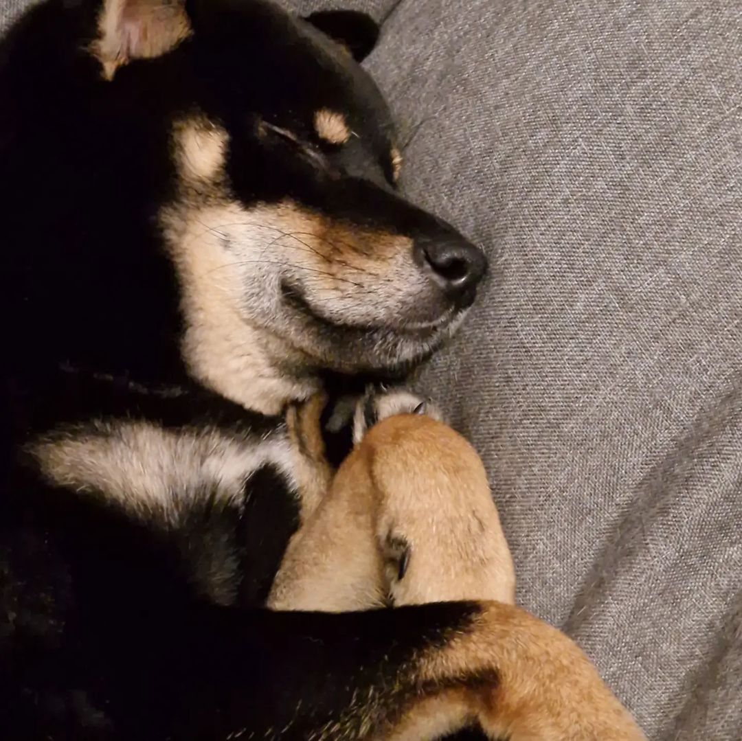 blackshiba.megumi в LOOKY — Нормально так погуляли с 12 до 21🤭