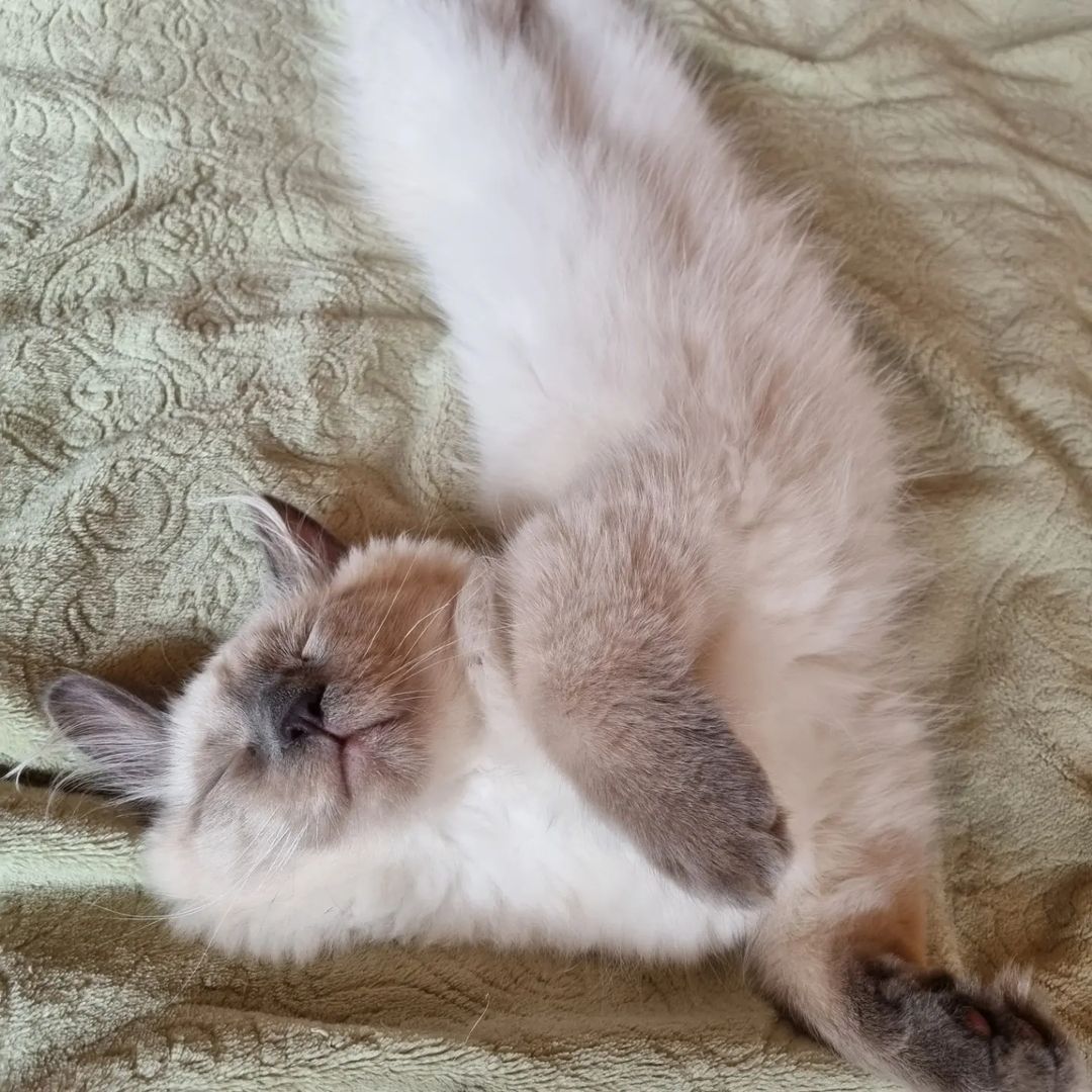 Привет,  мои любимые друзья!😽😻🤗 Скоро у Марка первый день рождения я решил вам показать немного его детских фотографий😉😹.(листайте карусельку) 
Всем желаю чудесного настроения, солнышка в душе, море позитива и добра! Всех обнял, ваш Марселька!🌸🌞🌸🌞🌸🌞🧡🧡🧡🧡🧡
#котолучикидобра 
#марселькаимаркуша 
#котикилучшелюдей 
#котикобормотик 
#марселькаидизель 
#котикинаркотики #котозависимость #любимыйкот #люблюсвоегокота #любимыйкотейка #невскиймаскарадныйкот #невскиймаскарадныйкотюня