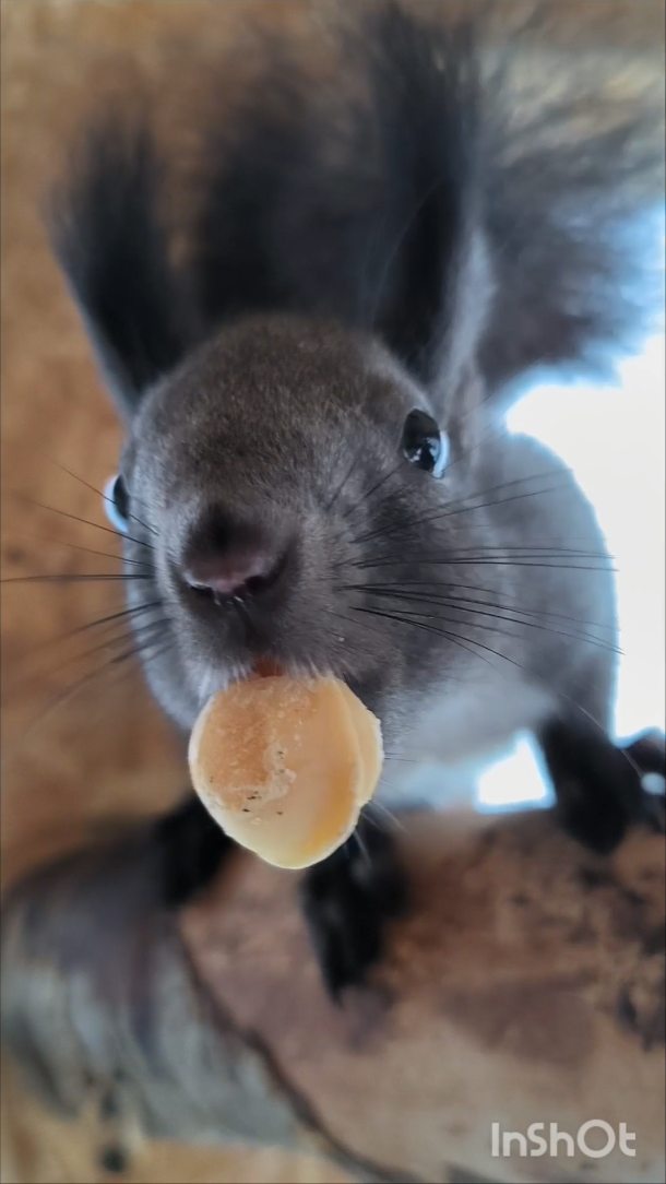 lifechickspb в LOOKY. #белка,#животные,#питомцы,#Россия,#грызуны,#юмор,#Squirrel,#animals,#Russia,#rodent. #белка #животные #пи...