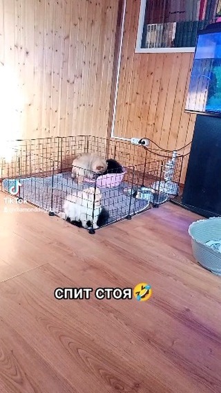 diamonddog_klin в LOOKY. #щенки,#померанскийшпиц. #щенки #померанскийш...
