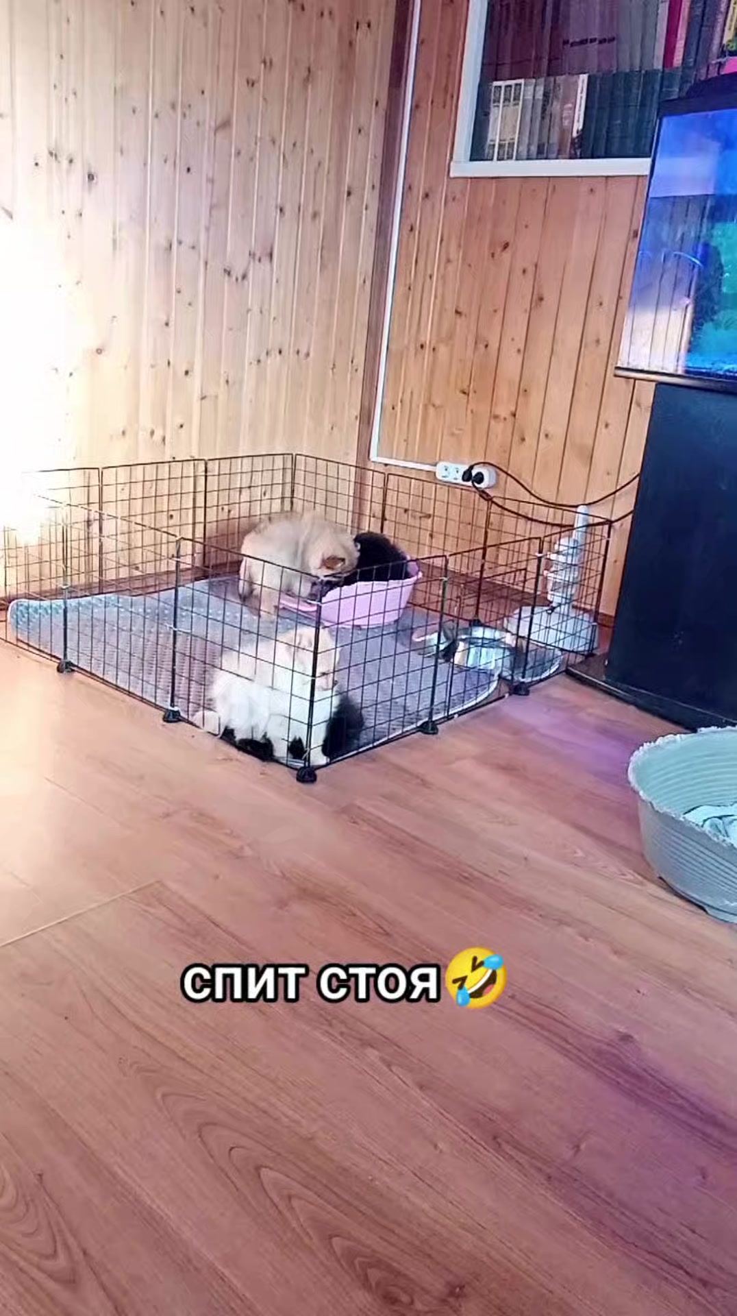 diamonddog_klin в LOOKY. . Набегалась и стоя за...