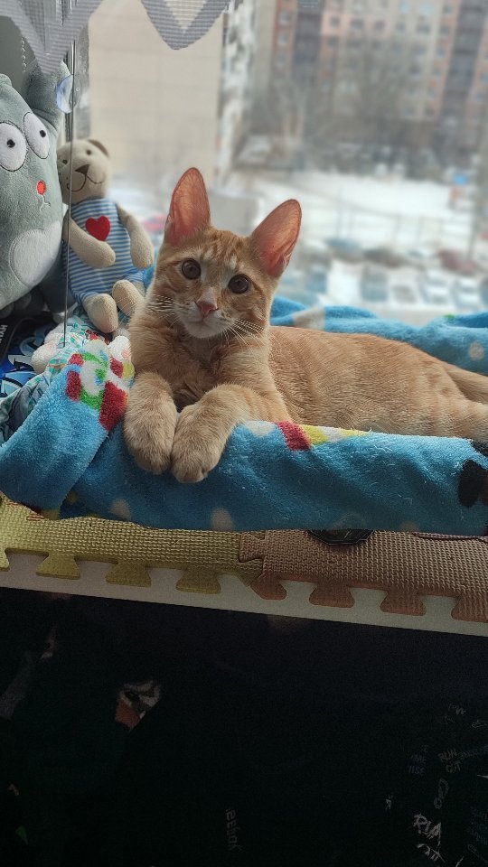 purpurny_dvizh в LOOKY. #какбезнихпрожить,#полутра,#люблюкота🐈. Кто булочка? #какбез...