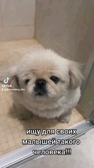 diamonddog_klin в LOOKY. . null