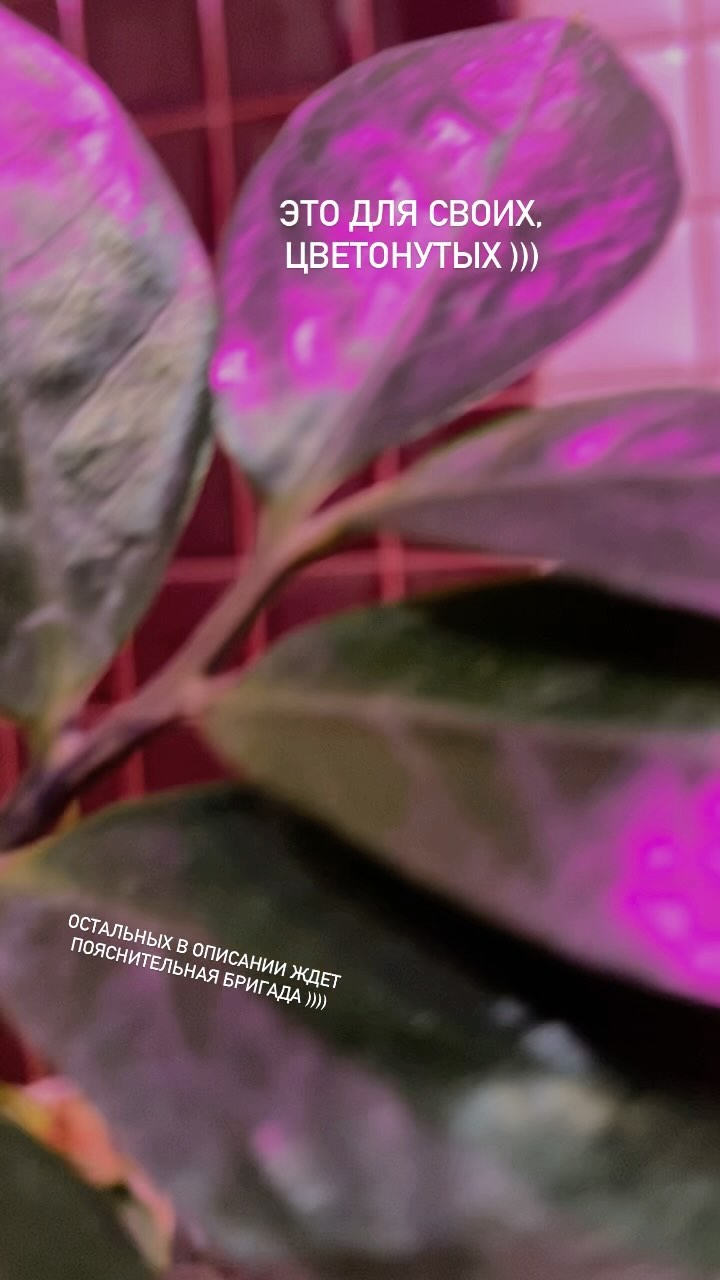 kazakova.blog в LOOKY. . Замиокулькас 

…назы...