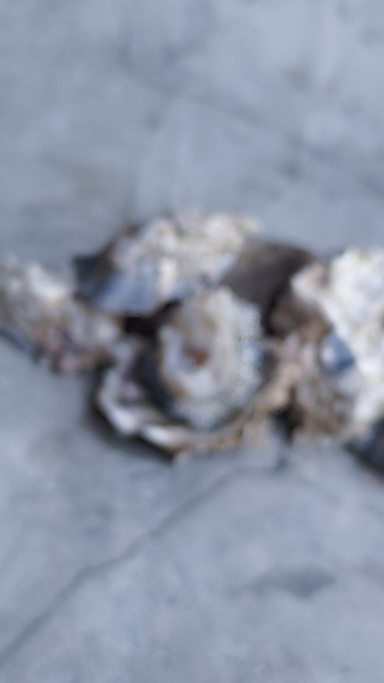 albo_studio в LOOKY. . Brooch 'Oyster • col...