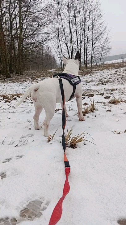 mrs_bulkins131219 в LOOKY. #собаки,#бультерьер,#английскийбультерьер,#bullterrier,#bullterriergeliet. 's post ❤️ 
#собаки ...