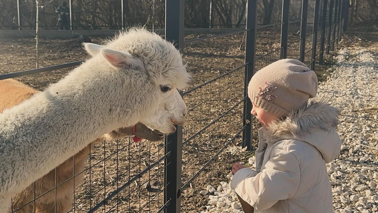 Сегодня мы с семьей посетили удивительную экоферму @nelama_01 в Адыгее! 🌿 Здесь живут прекрасные альпаки, ослики, нубийские козочки и другие милые зверюшки. 🐾 Мы с удовольствием кормили животных и наслаждались общением с ними. Обязательно вернемся сюда снова! ❤️🌳 #экоферма #природа #животные #семейныевыходные
