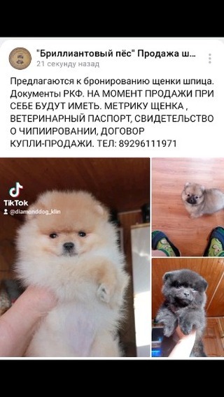 diamonddog_klin в LOOKY. . null