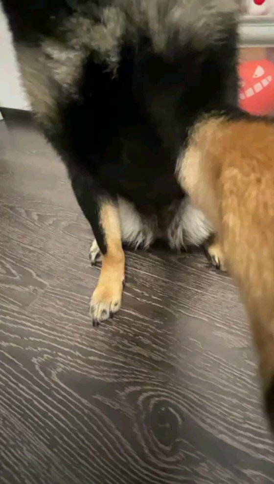 blackshiba.megumi в LOOKY. #собакаблогер,#сибаинулучшийдруг,#сибаинумосква,#shibalove,#shibainu,#shibamania. Собака-Блогер продол...