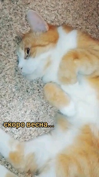 marina_in_love в LOOKY. #весна,#веснаидёт,#веснаидётвеснедорогу,#скоровесна,#юмор,#прикол,#счастье,#MarinaProСчастье,#cat,#cats,#кот,#коты,#кошки,#котики,#рыжийкот,#милашка,#pet,#pets,#рыжий,#домашниепитомцы. А ты что выбираешь э...