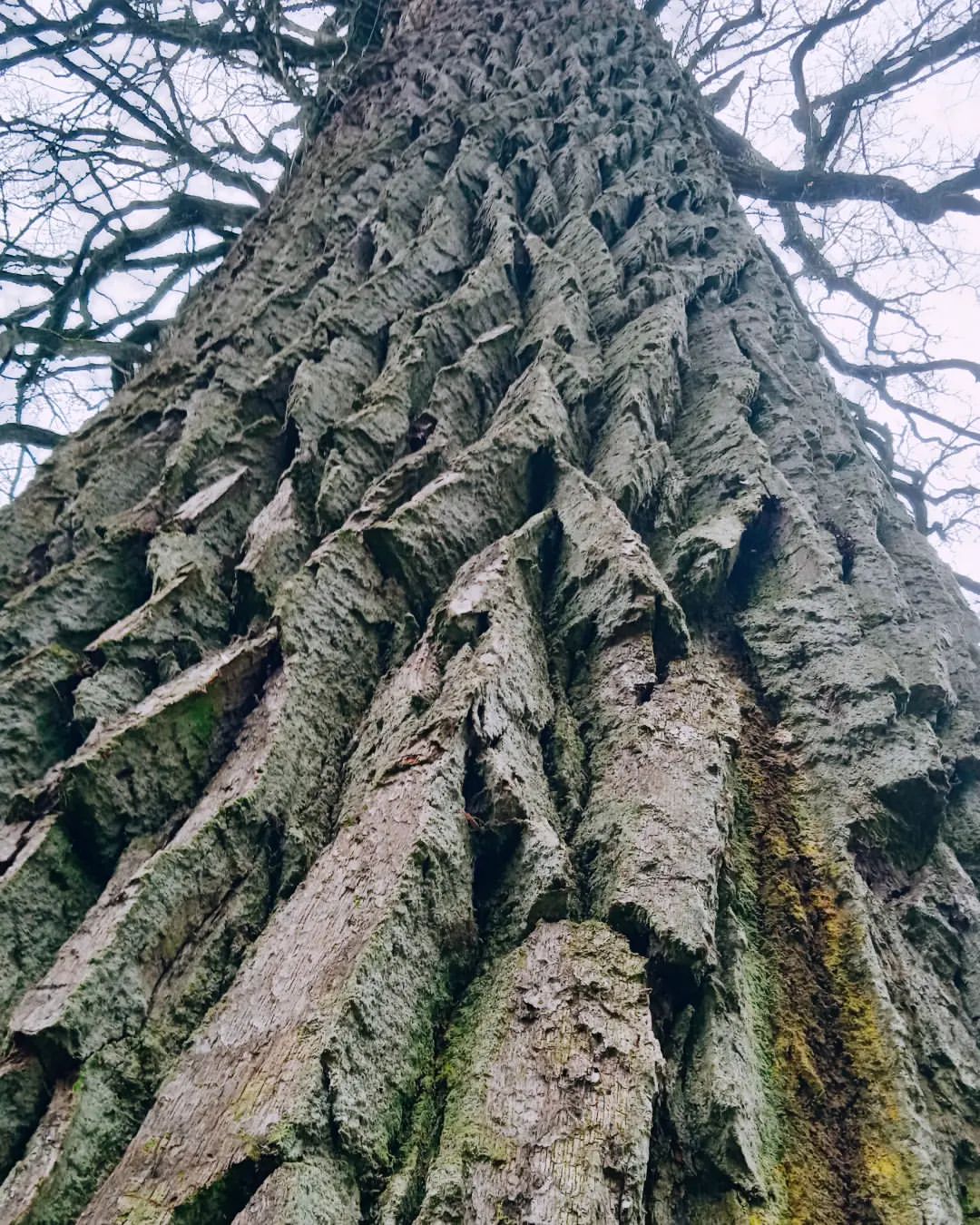 🌳🌿