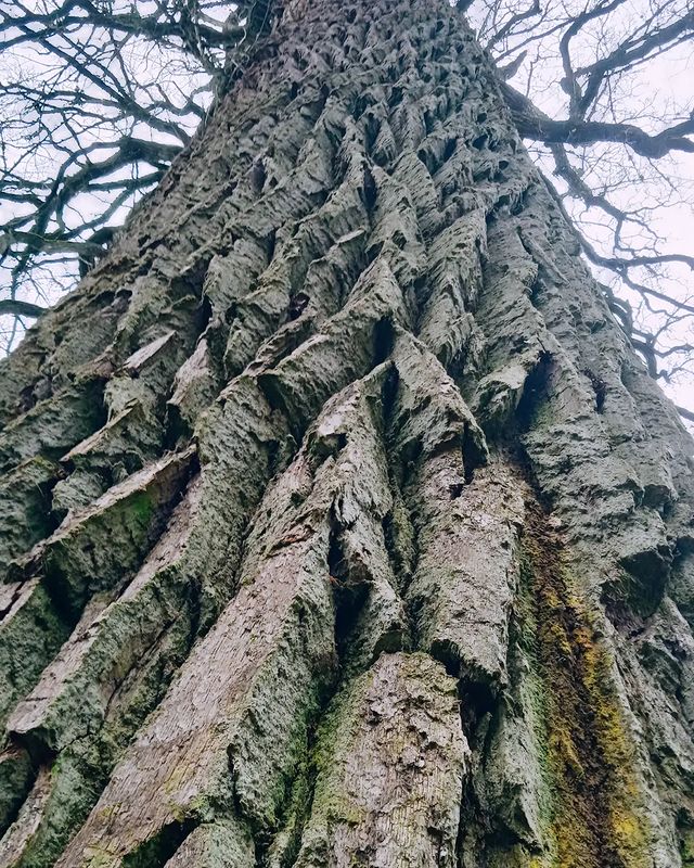meribogdanovna1391 в LOOKY. . 🌳🌿