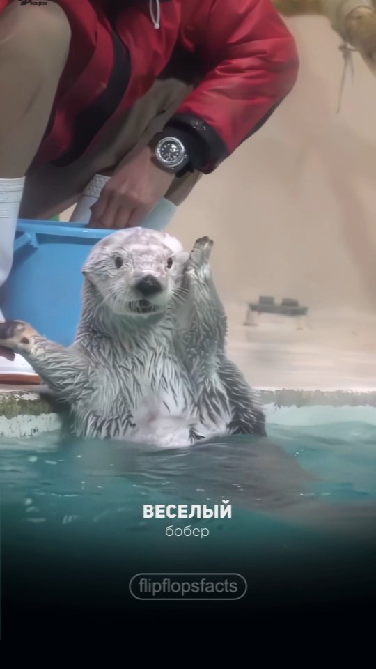 flipflopsfacts в LOOKY. #интересныефакты,#фактысовсегомира,#познавательно,#познавательное,#интересное,#познавательныефакты,#удивительныефакты,#удивительное,#удивительноерядом,#фактыосебе,#интересно,#фактывфото,#факты,#топовыефакты,#фактыистории,#полезныефакты,#полезное,#удивительныефакты,#удивительное,#фактыфото,#фактывфото,#интересныефакты,#интересное,#топ,#рек,#рекомендации. Подписывайся!
👉👉👉...