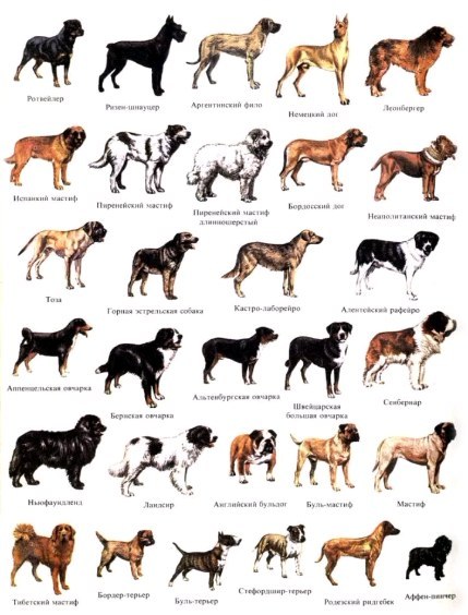 mrs_bulkins131219 в LOOKY. #bullterrier,#bullterriergeliet,#bullterriergroup,#bullterrierfamily,#бультерьер,#деньбультерьера. 'post❤️ This is bull...