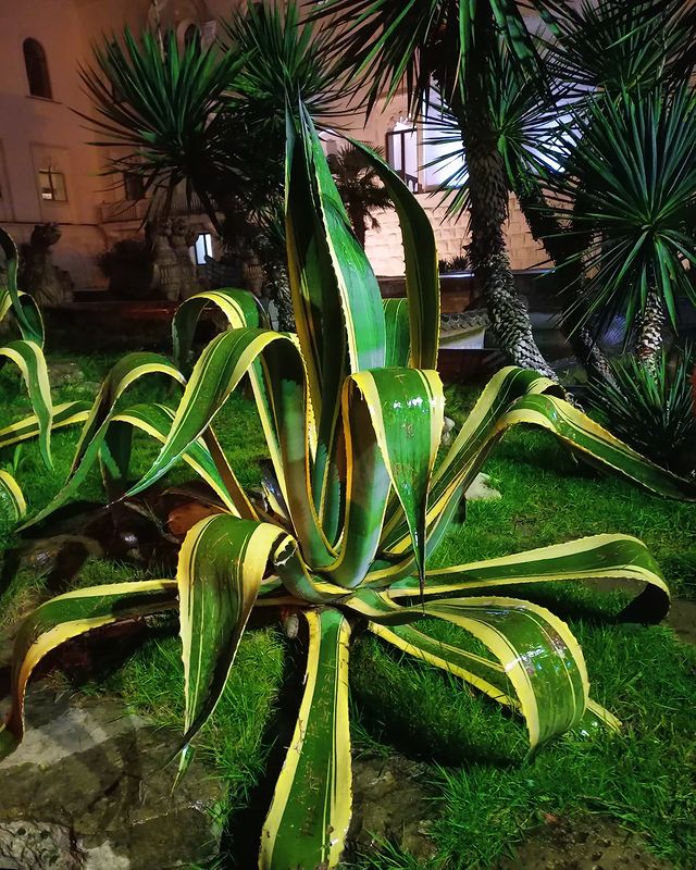 green_._style в LOOKY. #природа,#цветы,#сад,#ландшафтныйдизайн,#сухум#набережная#ночь,#дождь,#море#отдых,#путешествие,#23,#23февраля,#красота,#beautiful,#nature,#garden,#flowers,#photo,#spring,#night#rain#sea#instagood,#photography,#photooftheday#photogram,#top#__green_style__. Агава наслаждается н...