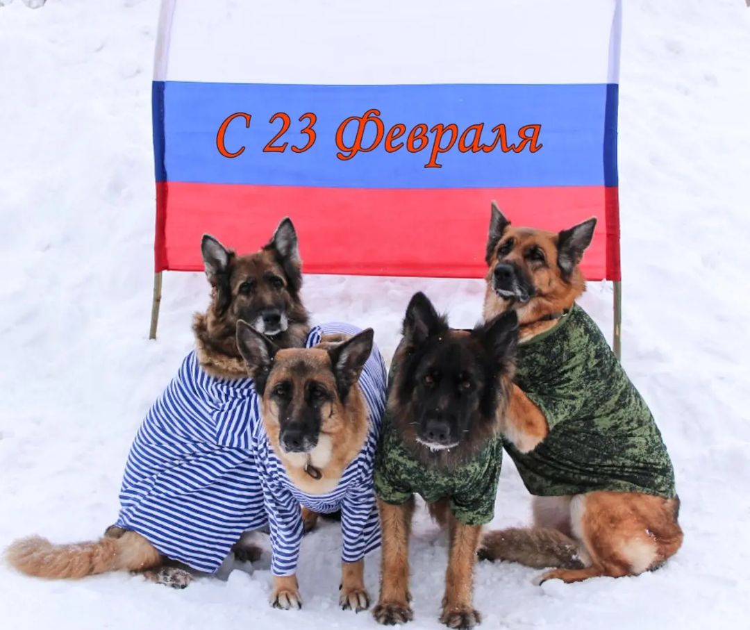 С праздником, наши защитники!🇷🇺🇷🇺🇷🇺
.
.
.
#23февраля #деньзащитника #россия #праздник #немецкаяовчарка #немецкиеовчарки #череповец #вологодскаяобласть #деньзащиьникаотечества
