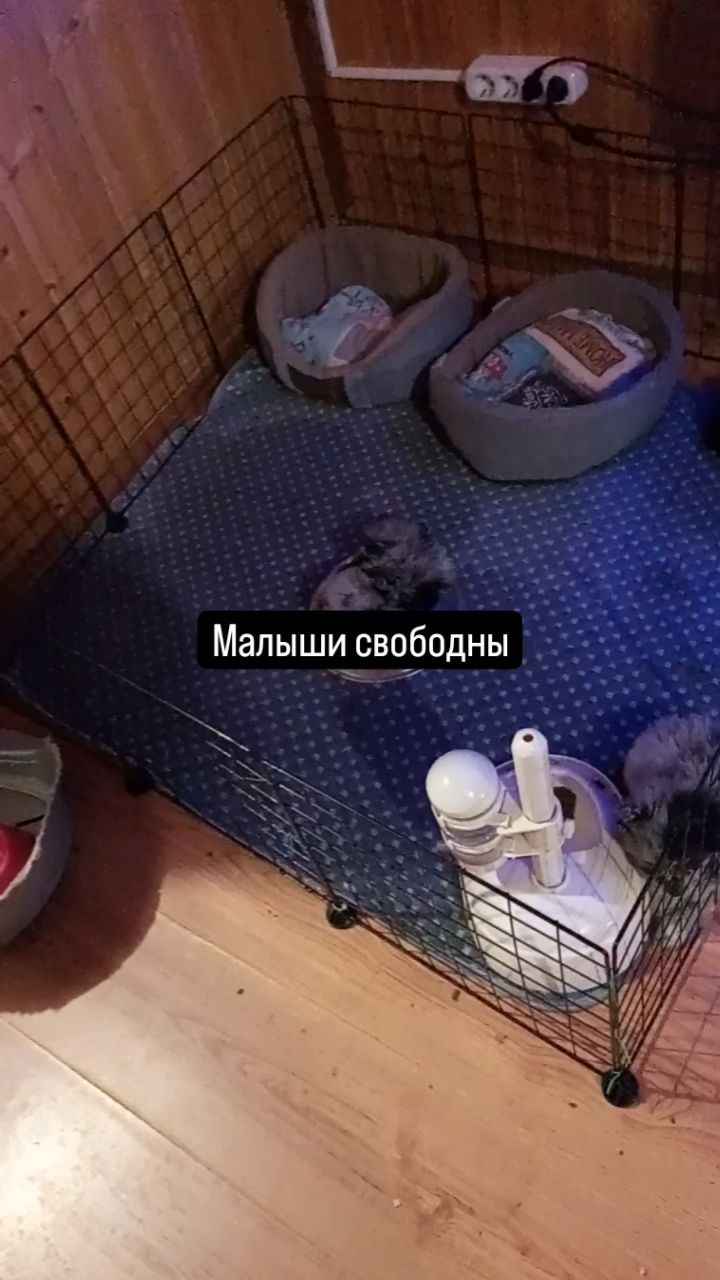 diamonddog_klin в LOOKY. . Померанские малыши 1...
