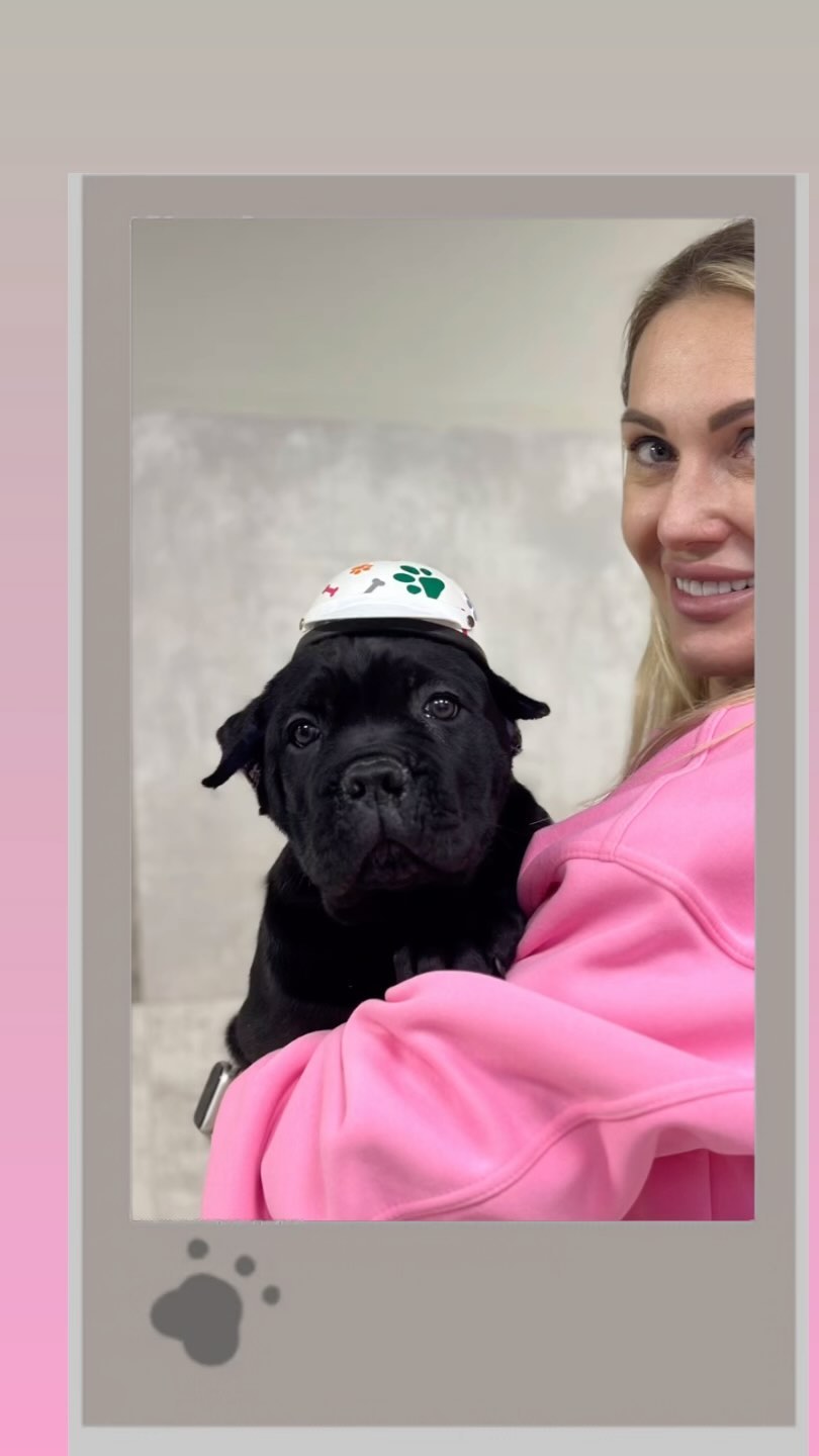 anutaprosh в LOOKY. . Puppies from Juventu...