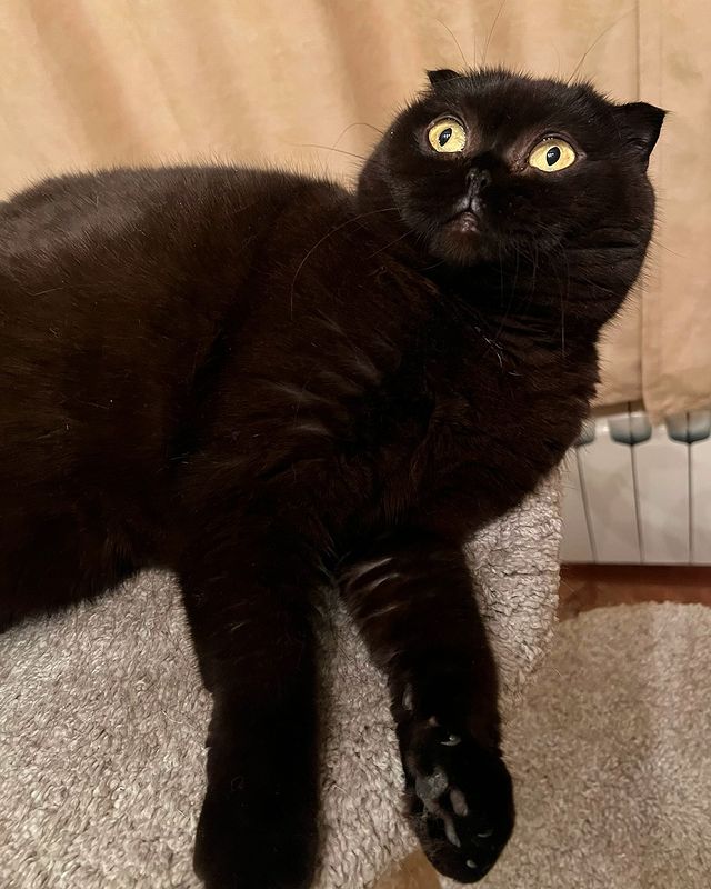 cats_mars_tayson в LOOKY. . У меня новый корм Ро...